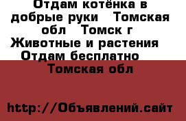 Отдам котёнка в добрые руки - Томская обл., Томск г. Животные и растения » Отдам бесплатно   . Томская обл.